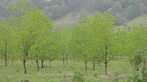 Pecan trees