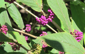 Callcarpa Berries at the Rainforest Botanic Gardens 