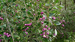 Lilli Pilli fruit