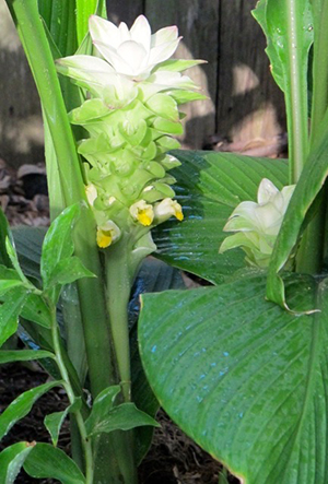 tumeric flowers