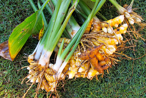 tumeric roots