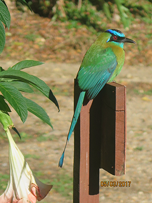 Blue Crowned Motmot bird